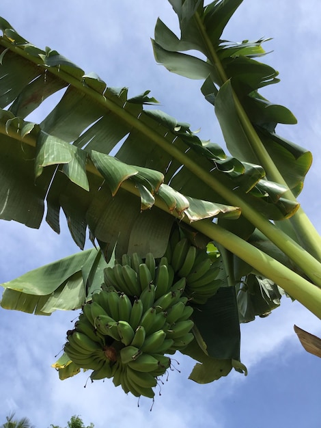 Lage hoek van de bananenboom tegen de lucht