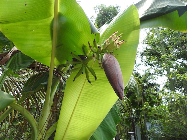 Lage hoek van de bananenboom