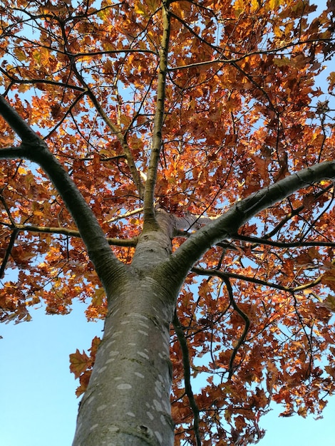 Foto lage hoek van de boom in de herfst