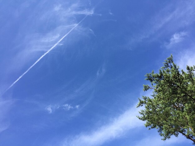 Foto lage hoek van de boom tegen de blauwe hemel