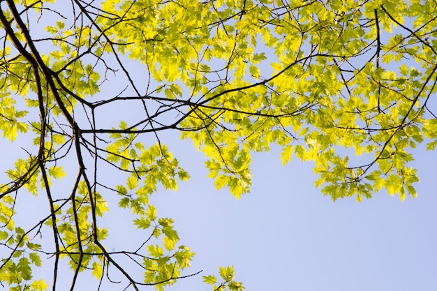 Lage hoek van de boom tegen de blauwe hemel