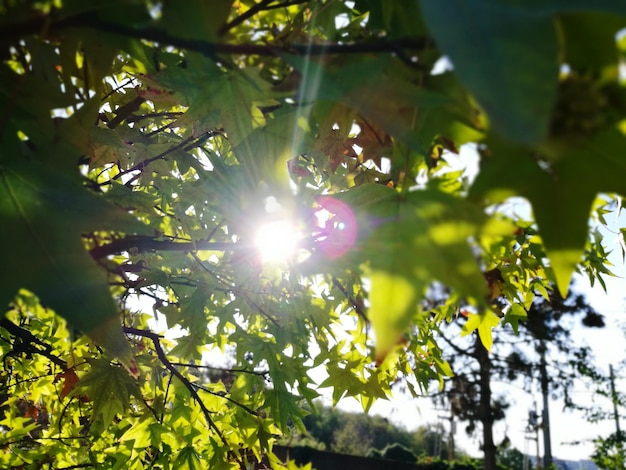 Lage hoek van de boom tegen de heldere zon