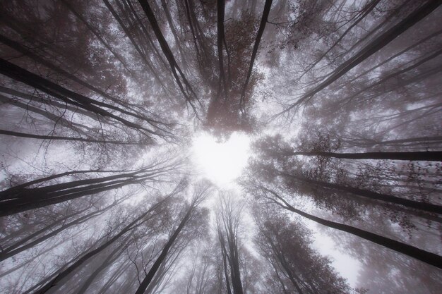 Foto lage hoek van de boom tegen de lucht bij mistig weer