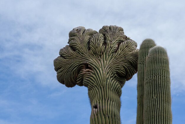 Lage hoek van de boom tegen de lucht