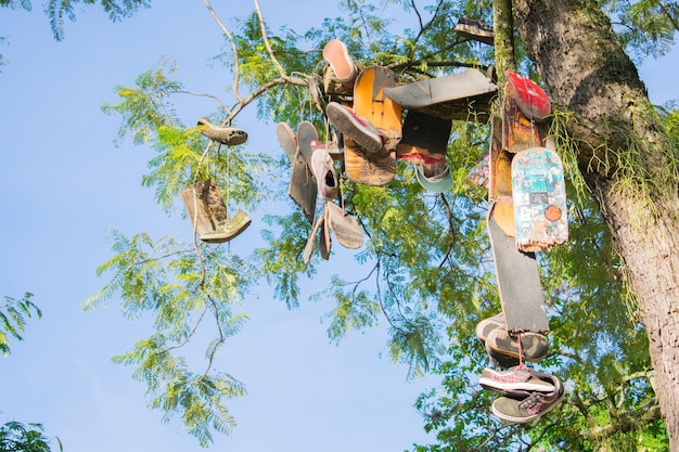 Lage hoek van de boom tegen de lucht