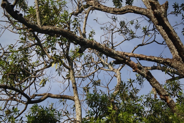 Lage hoek van de boom tegen de lucht