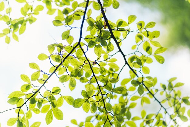 Lage hoek van de boom tegen de lucht