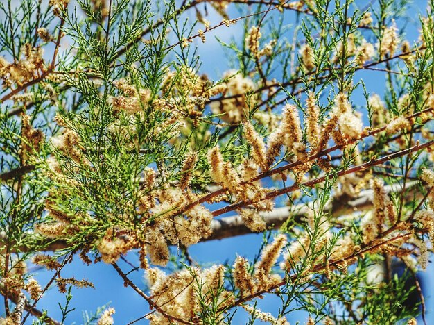 Foto lage hoek van de boom tegen de lucht