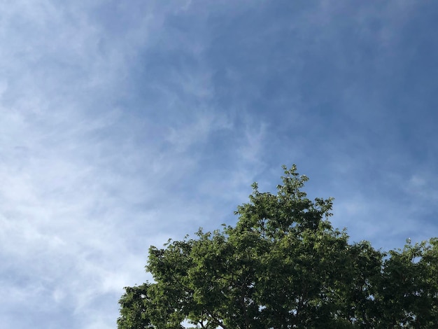 Lage hoek van de boom tegen de lucht