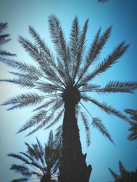 Foto lage hoek van de boom tegen de lucht