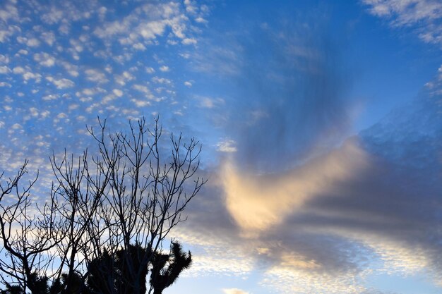 Foto lage hoek van de boom tegen de lucht