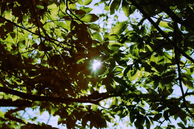 Lage hoek van de boom tegen de lucht