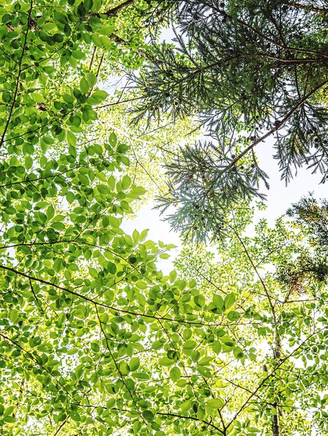 Lage hoek van de boom tegen de lucht