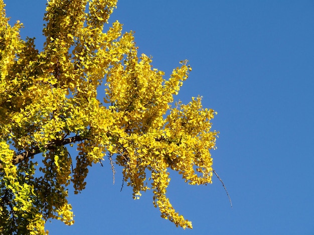 Lage hoek van de boom tegen een heldere blauwe hemel