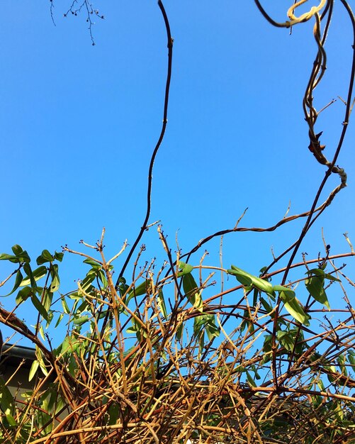 Foto lage hoek van de boom tegen een heldere blauwe lucht