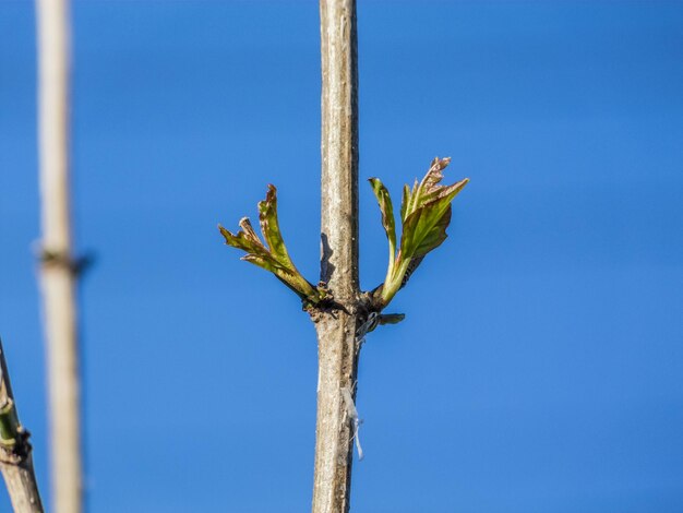 Foto lage hoek van de boom tegen een heldere blauwe lucht