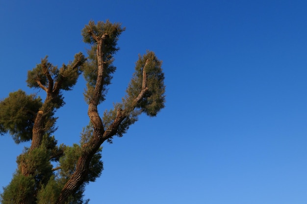 Foto lage hoek van de boom tegen een heldere blauwe lucht