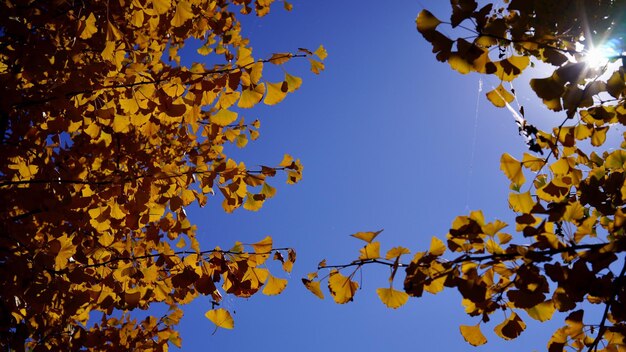 Foto lage hoek van de boom tegen een heldere blauwe lucht