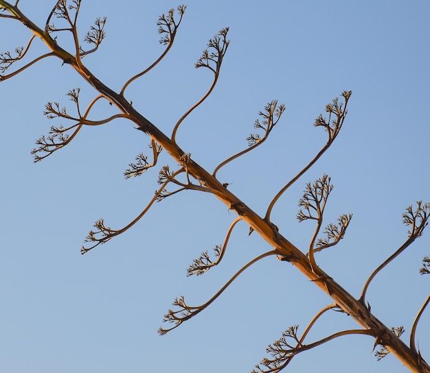 Foto lage hoek van de boom tegen een heldere blauwe lucht