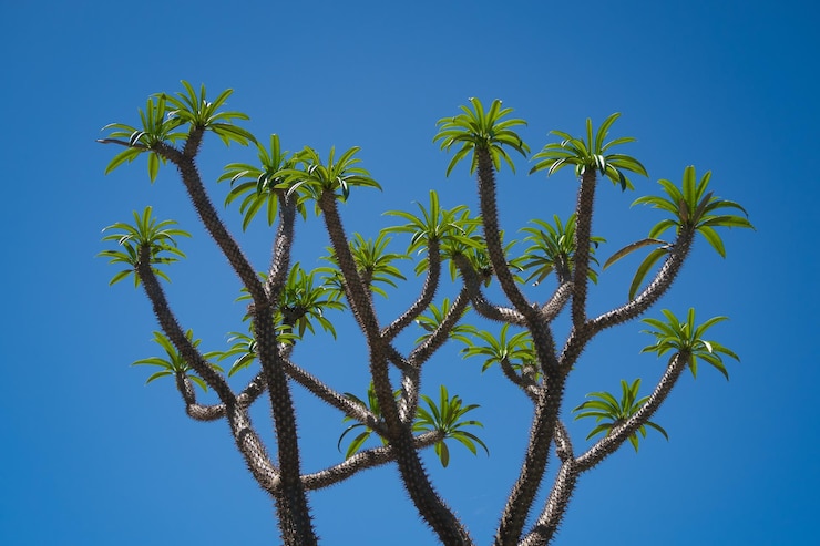 Foto lage hoek van de boom tegen een heldere blauwe lucht