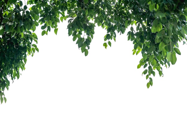 Foto lage hoek van de boom tegen een heldere lucht