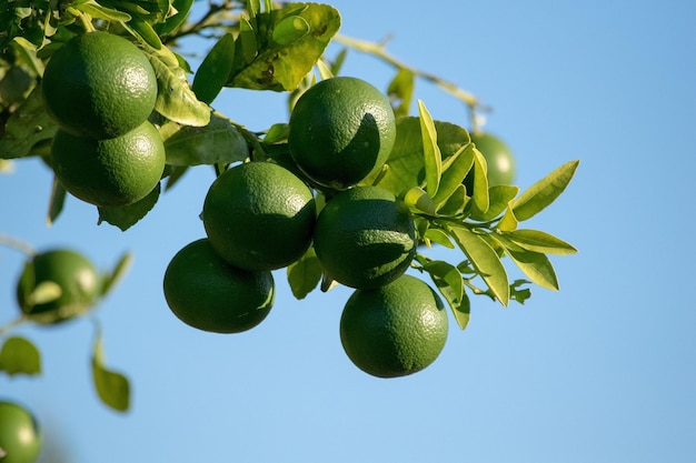 Lage hoek van de boom tegen een heldere lucht