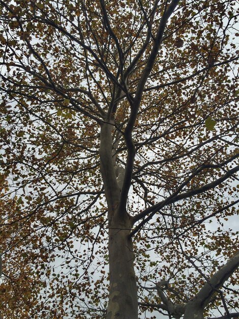 Foto lage hoek van de boom