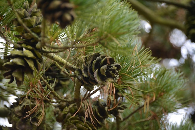 Lage hoek van de boom