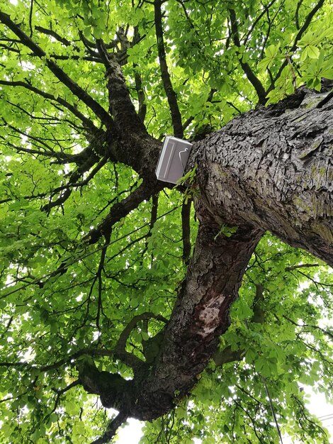 Foto lage hoek van de boom