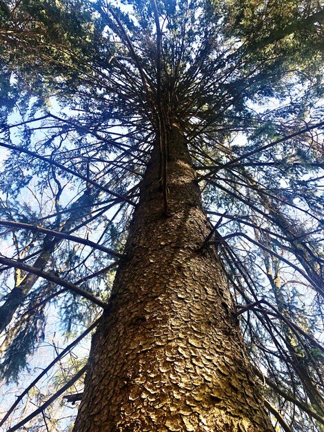 Foto lage hoek van de boom