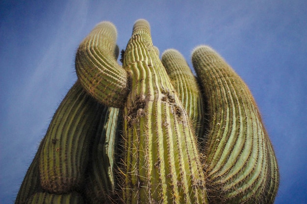 Foto lage hoek van de cactus tegen de lucht