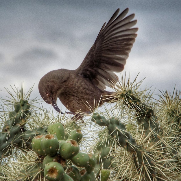 Foto lage hoek van de cactus tegen de lucht