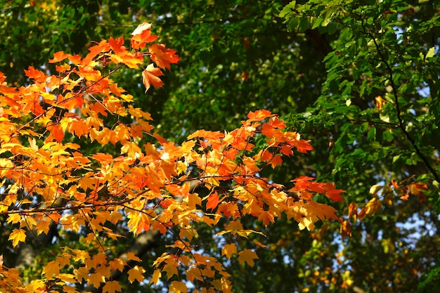 Lage hoek van de esdoorn in de herfst