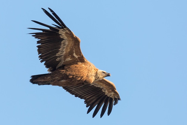 Lage hoek van de griffon gier vliegend tegen een heldere blauwe lucht