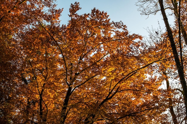 Lage hoek van de herfstbomen