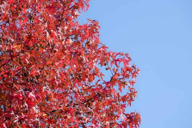Foto lage hoek van de herfstboom tegen een heldere blauwe hemel