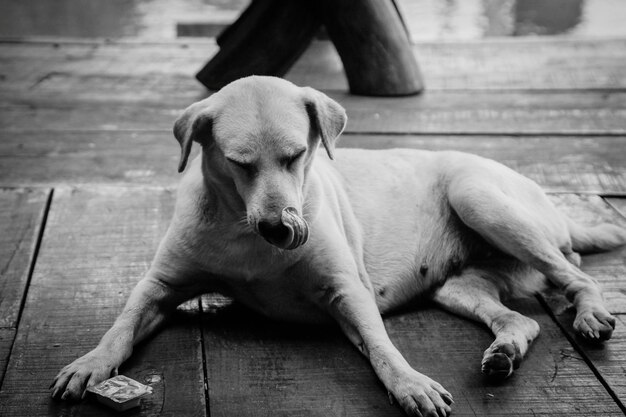 Foto lage hoek van de hond op de houten vloer