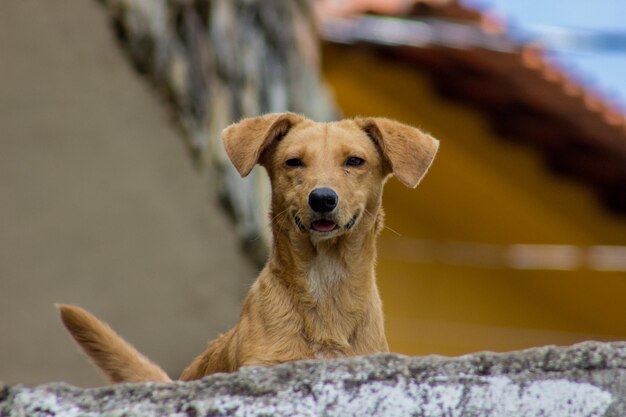Lage hoek van de hond op de steunmuur