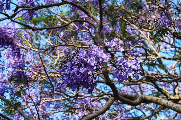 Foto lage hoek van de kersenbloesemboom