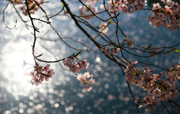 Foto lage hoek van de kersenbloesemboom