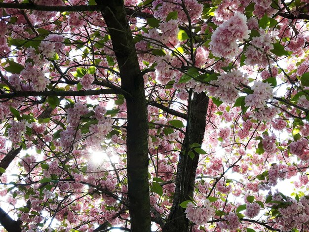 Lage hoek van de kersenbloesemboom