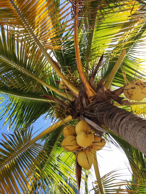 Lage hoek van de kokospalm tegen de lucht