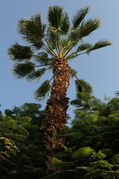 Foto lage hoek van de kokospalm tegen de lucht