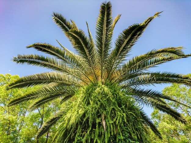 Foto lage hoek van de kokospalm tegen een heldere lucht