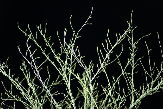 Foto lage hoek van de maan op een zwarte achtergrond