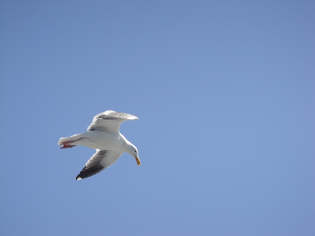 Lage hoek van de meeuw die tegen de blauwe hemel vliegt