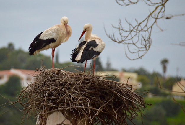 Lage hoek van de ooievaar op het nest tegen de lucht