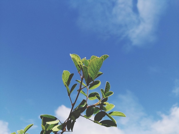 Foto lage hoek van de plant tegen de blauwe hemel