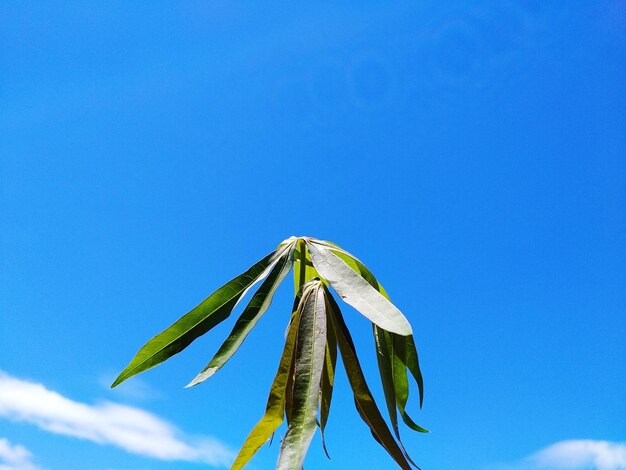 Foto lage hoek van de plant tegen de blauwe hemel