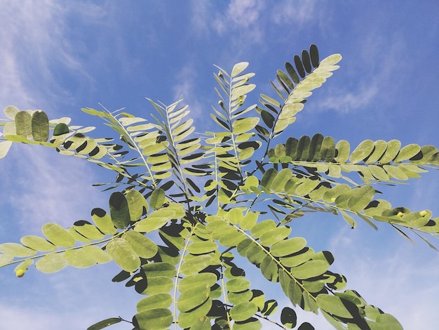 Lage hoek van de plant tegen de lucht